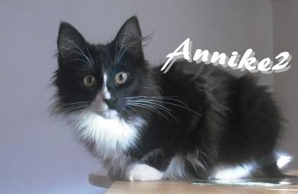 Na�e ma�iatka