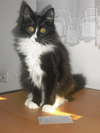 Annike 2