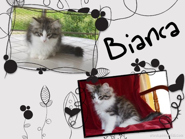Bianca